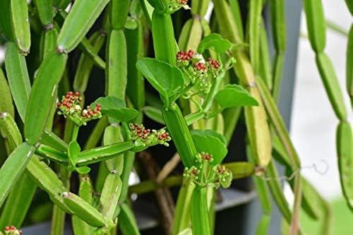 Premium Hath Jood (Hadjod) – Natural Bone-Healing Medicinal Herb