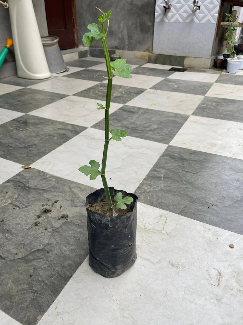 Premium Hath Jood (Hadjod) – Natural Bone-Healing Medicinal Herb