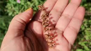 Tulsi Chalisa Hindi Book With Free Tulsi Beej (Basil Seeds) Tulsi Seeds तुलसी के बीज Indian Holy Basil (Desi Tulsi) Seeds For Home gardening (7 Seeds) High Germination/ Easy to Grow