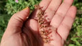 Tulsi Chalisa Hindi Book With Free Tulsi Beej (Basil Seeds) Tulsi Seeds तुलसी के बीज Indian Holy Basil (Desi Tulsi) Seeds For Home gardening (7 Seeds) High Germination/ Easy to Grow
