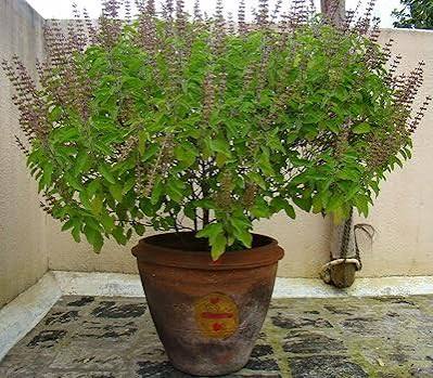 Tulsi Chalisa Hindi Book With Free Tulsi Beej (Basil Seeds) Tulsi Seeds तुलसी के बीज Indian Holy Basil (Desi Tulsi) Seeds For Home gardening (7 Seeds) High Germination/ Easy to Grow