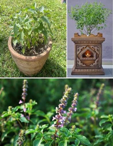 Tulsi Chalisa Hindi Book With Free Tulsi Beej (Basil Seeds) Tulsi Seeds तुलसी के बीज Indian Holy Basil (Desi Tulsi) Seeds For Home gardening (7 Seeds) High Germination/ Easy to Grow