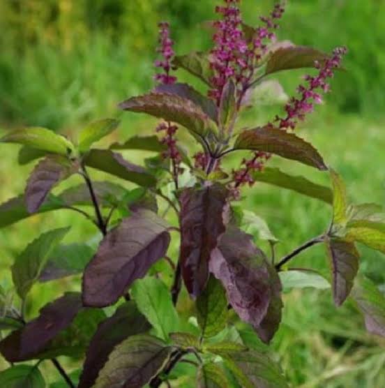 Tulsi Chalisa Hindi Book With Free Tulsi Beej (Basil Seeds) Tulsi Seeds तुलसी के बीज Indian Holy Basil (Desi Tulsi) Seeds For Home gardening (7 Seeds) High Germination/ Easy to Grow